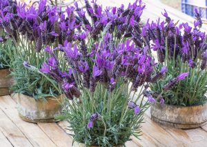 Lavandula 'Frenchette' Lavender 6" Pot plants with purple flowers are displayed on a wooden surface.
