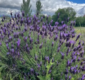 A lush Lavandula 'Big Bird' Lavender in an 8" pot, covered with vibrant purple blooms, stands in a field amidst trees and under a cloudy sky.