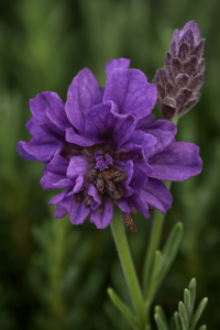 Close-up of Lavender 'Double Lavish Blue' flowers in bloom, with a bud beside them and a soft green background. Ideal for brightening your space, this beautiful plant comes ready to display in a 6" pot.