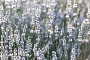 A field of light purple lavender flowers in bloom, with green stems and blurred background.