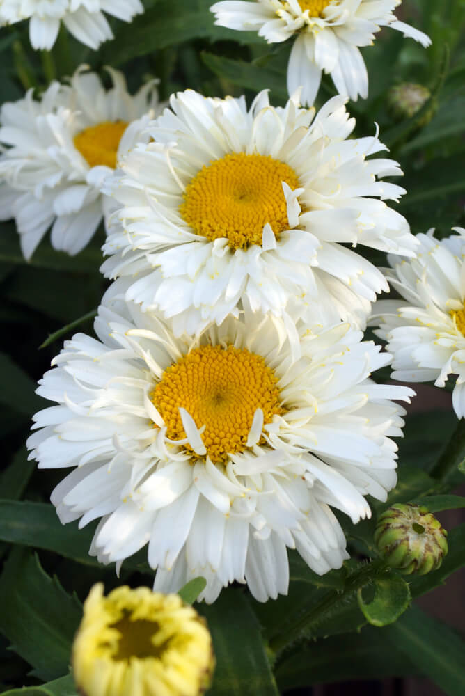 A close-up of three white Shasta daisies with yellow centers in bloom, surrounded by green leaves and an unopened flower bud.
