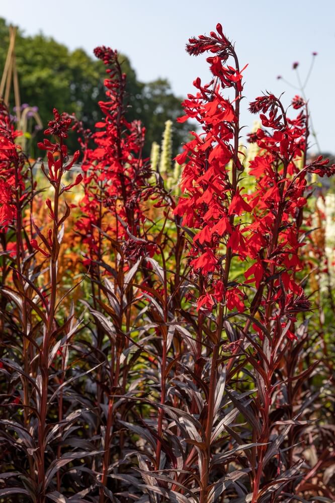 Lobelia ‘Tania’ 4” Pot features tall, upright red blooms on reddish-brown stems with green foliage. Ideal for sunlit gardens, this plant adds vibrant outdoor beauty to your space.