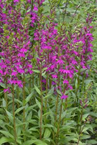 Tall stems of magenta flowers with green leaves growing densely in a garden, surrounded by leafy green foliage.