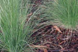 Two clumps of fine, green grass grow in a garden bed covered with brown mulch and scattered dry leaves.