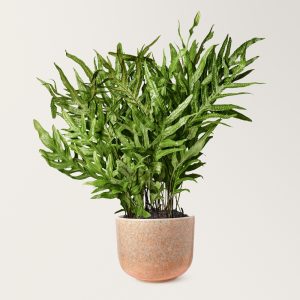 A lush green fern with long, narrow leaves grows in a speckled pink ceramic pot against a plain white background.