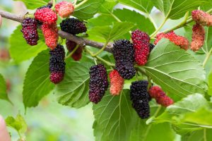 A close-up of a mulberry tree branch with clusters of ripe and unripe mulberries among green leaves.