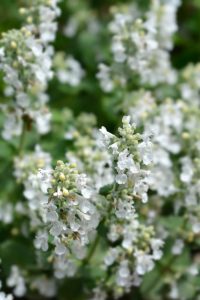 Close-up of Nepeta ‘Snowflake’ White Catmint flowers with small white petals and green stems in a 4” pot, set against a blurred green background.