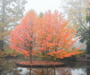 Three trees with orange and pink autumn leaves stand on a small circular island surrounded by water, with fallen leaves covering the ground.