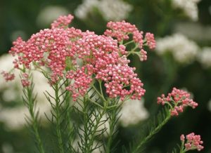 Ozothamnus 'Royal Flush' 6’’ Pot displays clusters of pink buds and feathery green leaves, set against a softly blurred white flower background.