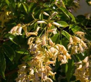 Clusters of pale yellow tubular flowers hang from green leafy branches in bright sunlight.