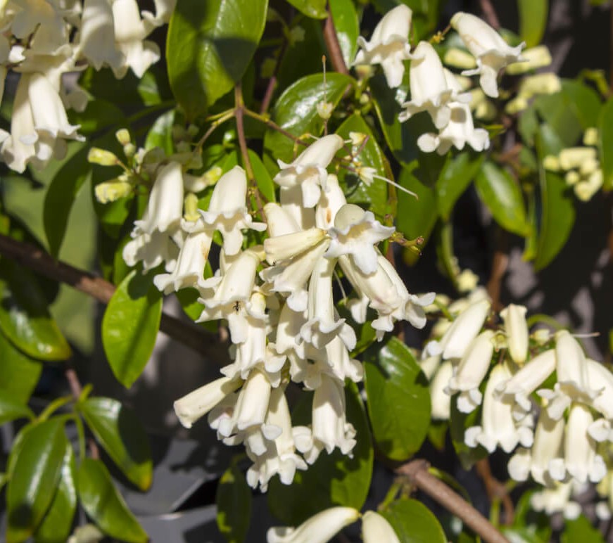 Close-up of Pandorea ‘Snowbells’ flowers in a 6” Pot, featuring white tubular blooms and lush green foliage in the background.
