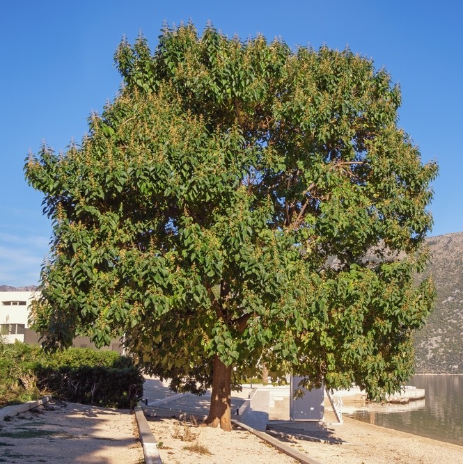 A large, leafy tree with broad green foliage stands next to a walkway by a waterfront on a sunny day.