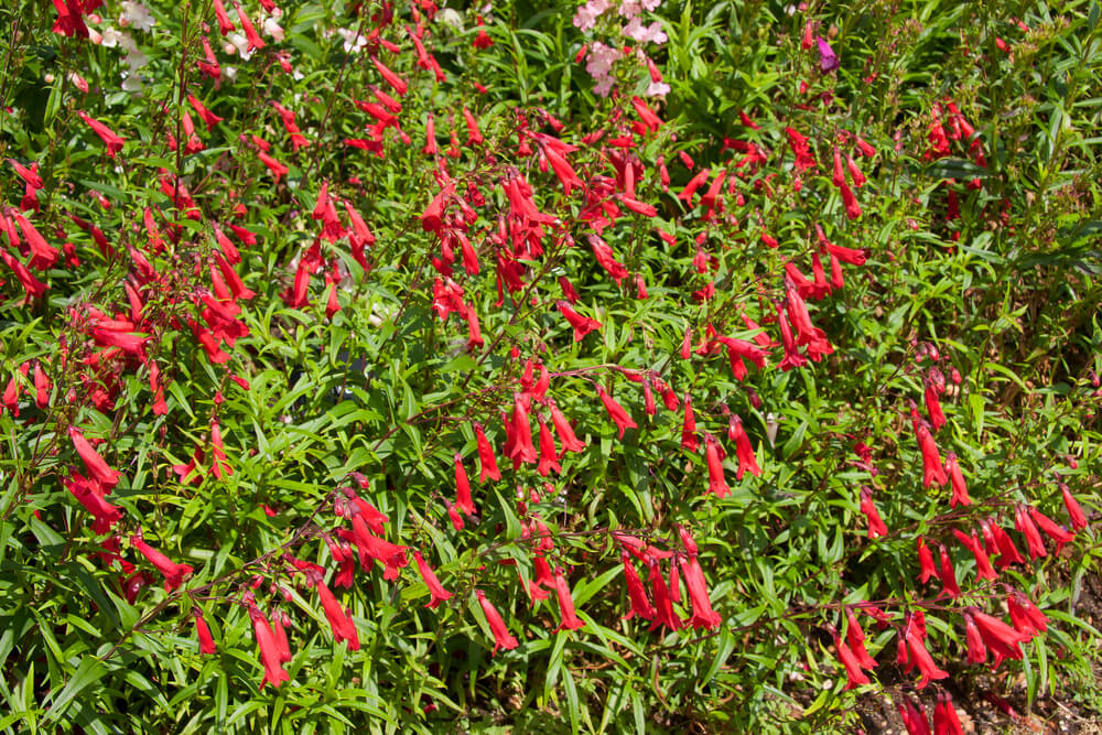 Penstemon ‘Chester Scarlet’ features dense green foliage and upright clusters of tubular red flowers. Supplied in a 4” pot.