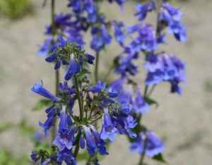 Close-up of a cluster of bluebell-shaped purple flowers with green stems, set against a blurred outdoor background.