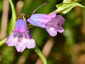 Penstemon 'Mother of Pearl' 4” Pot features two tubular purple flowers with light lavender petals and magenta streaks on green stems, set against a blurred natural background.