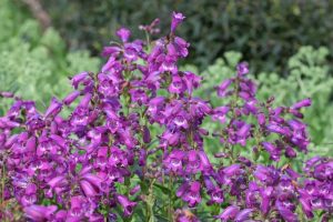 Penstemon ‘Russian River’ 4” Pot features tall clusters of purple blooms rising above green foliage. Ideal for adding vibrant color to your garden, this variety thrives near the Russian River.