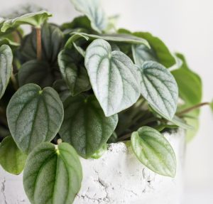 A close-up of green, heart-shaped leaves on a Peperomia ‘Moonlight’ in a white, textured 5" pot.