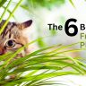 A tabby cat peeks through green plant leaves with text overlay: "The 6 Best Pet Friendly Autumn Flowering Plants" in bold, black and green font.