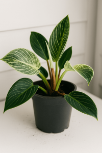 A potted plant with broad, dark green leaves featuring light green veins, placed on a white surface with some soil scattered around the pot.