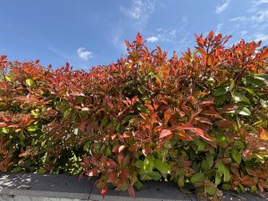 Dense shrubs with red and green leaves grow behind a low stone wall under a bright blue sky with scattered clouds.