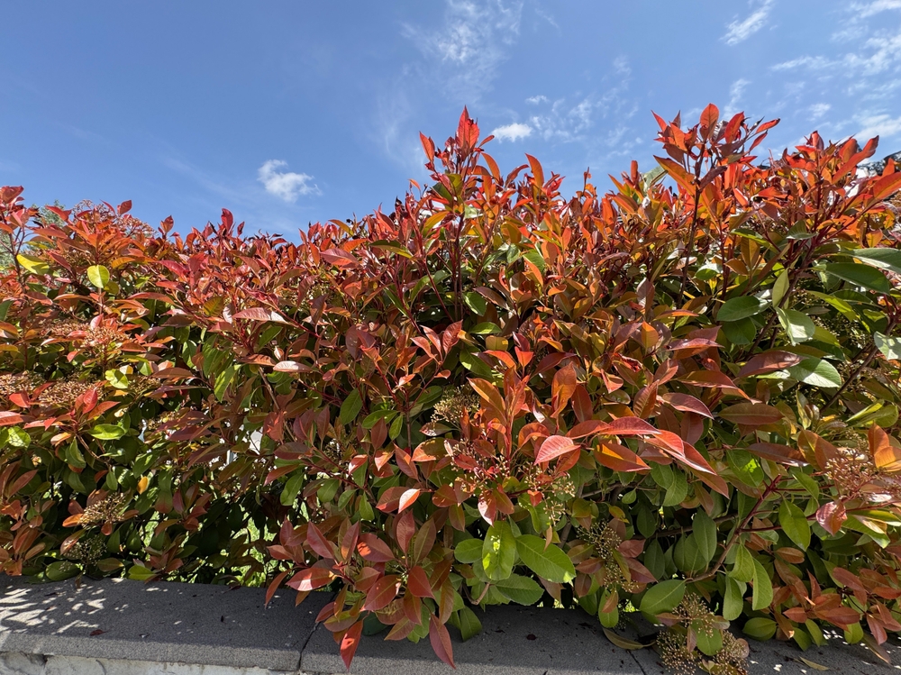 Dense shrubs with red and green leaves grow behind a low stone wall under a bright blue sky with scattered clouds.