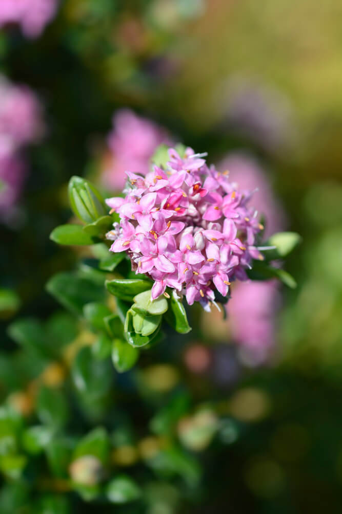 Close-up of a cluster of small pink flowers with green leaves in the background.