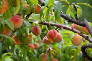 Ripe peaches growing on tree branches surrounded by green leaves.