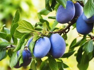 Several ripe blue-purple plums hanging from a tree branch with green leaves in bright natural light.
