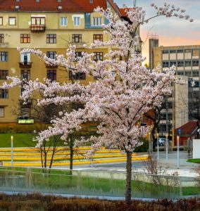 A cherry blossom tree in full bloom stands in front of an urban building, with yellow steps and greenery visible in the background at sunset.