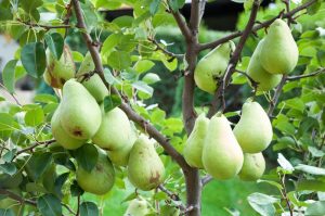 Several green pears grow on the branches of a tree surrounded by green leaves in an outdoor setting.