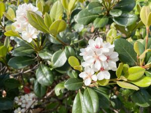 Rhaphiolepis 'Snow Pearl' Indian Hawthorn in a 10" pot features glossy green leaves and clusters of small white flowers with pink stamens, blooming beautifully in bright sunlight.