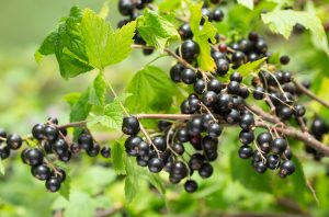 A branch with clusters of ripe blackcurrants and green leaves, set against a blurred natural background.