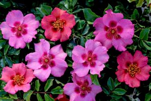 Clusters of pink and reddish open rose flowers with yellow centers surrounded by glossy green leaves.