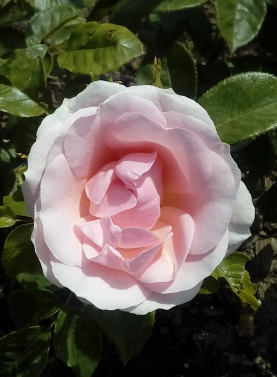 A close-up of a Rose 'Paul Cezzane®' Delbard Bush Form in full bloom, showcasing its delicate pale pink petals nestled among vibrant green leaves.