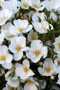 CLUSTERS OF WHITE ROSES WITH YELLOW STAMENS SILVER GHOST ROSE