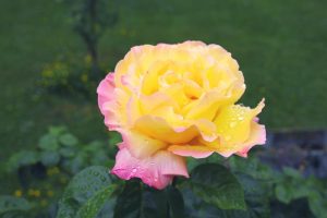 A yellow and pink Rose 'Paul Cezzane®' Delbard Bush Form (Copy) with water droplets on its petals, set against a green blurred background.