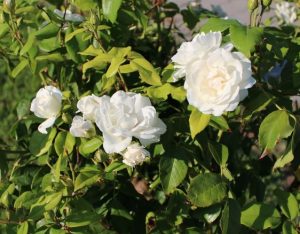 A cluster of Rose 'Paul Cezzane®' Delbard Bush Form blooms, surrounded by lush green leaves and bathed in sunlight.