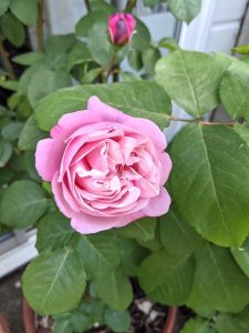 A blooming Rose 'Soeur Emmanuelle®' Delbard bush features soft pink petals surrounded by green leaves, with a rosebud visible in the background.