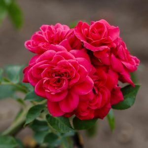 A cluster of vibrant Rose 'Paul Cezzane®' Delbard Bush Form blooms with lush green leaves against a softly blurred outdoor background.