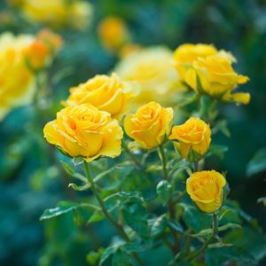 A cluster of yellow Rose 'Paul Cezzane®' Delbard Bush Form (Copy) blooms with green leaves against a soft, natural background.