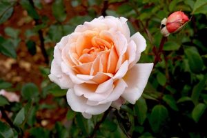 A close-up of Rose 'Paul Cezzane®' Delbard Bush Form in full peach bloom, with a rosebud and softly blurred green leaves in the background.