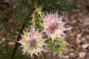 Three star-shaped white and pink flowers with spiky petals grow on a green leafy stem, set against a blurred natural background.