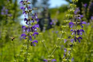 A bee hovers near tall purple blooms of Salvia 'Lake Titicaca' Sage, thriving in a sunlit green setting—ideal for growing in a 4" pot.