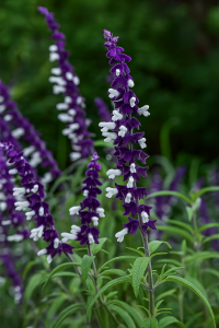 Salvia Meigans Magic™ Sage features purple and white blooms with green leaves, perfect for vibrant garden color. Supplied in a handy 4” pot.