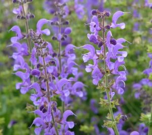 Close-up of blooming Salvia 'Blue Haze Sage' with vibrant purple flowers and green stems, set against a softly blurred backdrop of more purple blossoms and lush foliage.