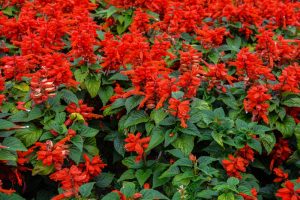 A dense cluster of red salvia flowers with green leaves fills the frame.