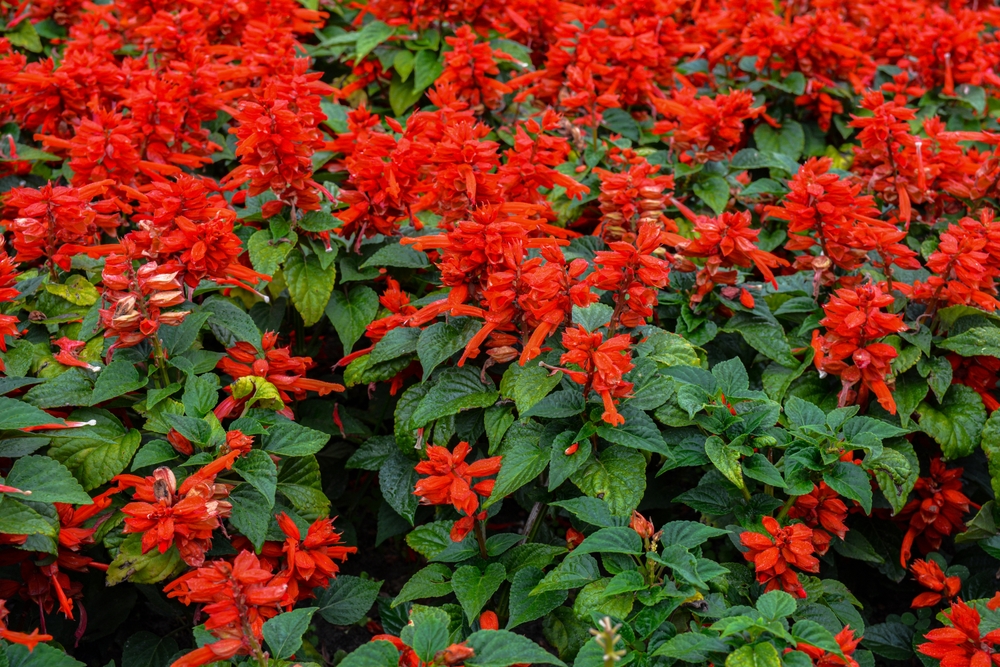 A dense cluster of red salvia flowers with green leaves fills the frame.