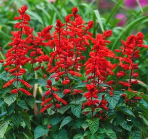Bright red Salvia flowers with green leaves, growing outdoors with blurred green foliage in the background.