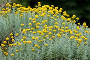 A dense cluster of silver-green foliage topped with small, round yellow flowers, growing outdoors with a dark blurred background.