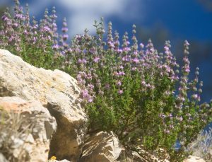 A bush with small purple flowers grows among large rocks under a bright sky.